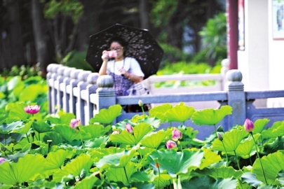 夏日榕城賞荷圖：種荷近千年 荷塘有故事