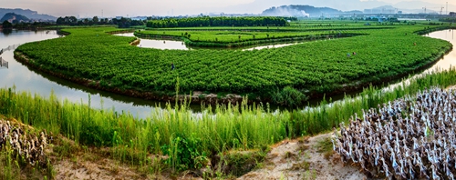   萬(wàn)畝生態(tài)茉莉園    