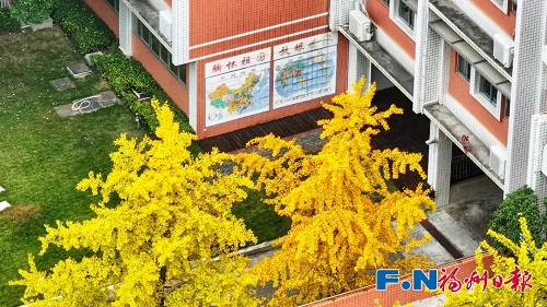 福州“下雪”了！這次是金色的,！