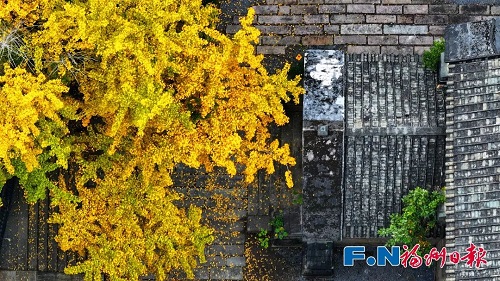 福州“下雪”了！這次是金色的,！
