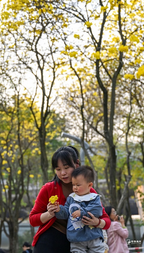 黃了黃了,！福州人記憶中的它,，回來了！